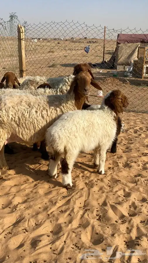 غنم نعيم مواليد(تم البيع ) 2