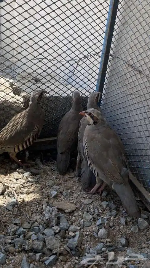 للبيع وبير وشنير لا يجي الا الصامل 2