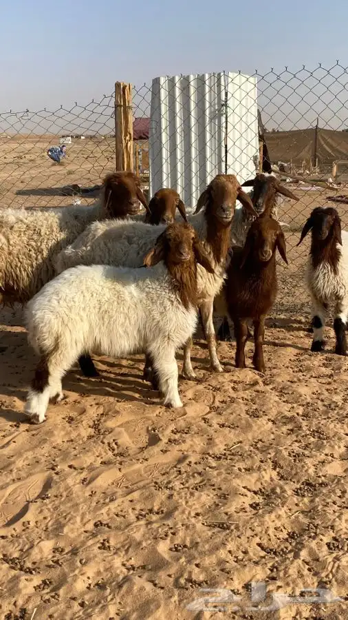 غنم نعيم مواليد(تم البيع ) 3