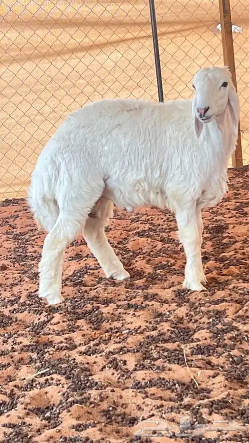 ابو عبدالله للذبايح 0
