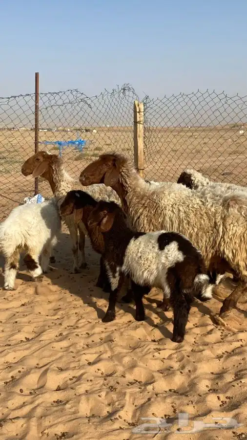 غنم نعيم مواليد(تم البيع ) 1