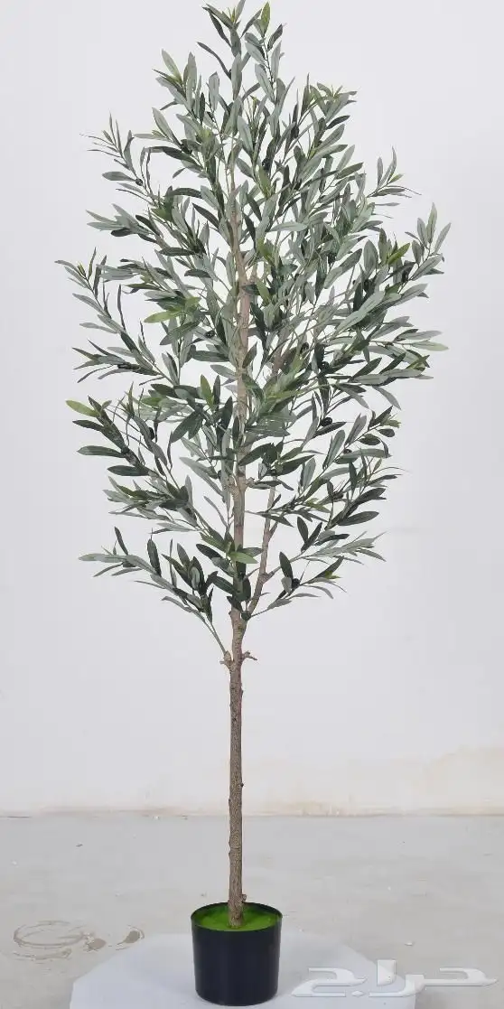 أشجار عرض اليوم الوطني 95 23