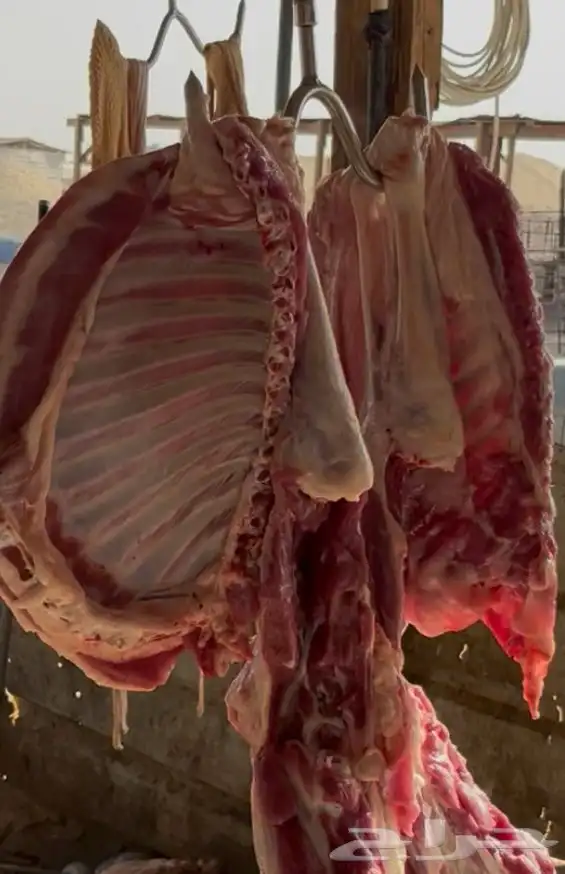 ذبايح 1
