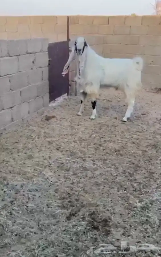 تيس هولندي صنف 2