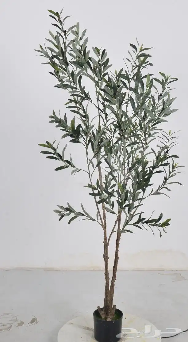 أشجار عرض اليوم الوطني 95 24