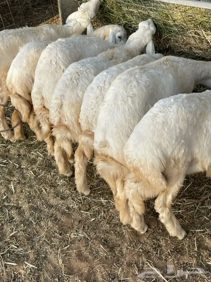 طليان حريات طيبات 3