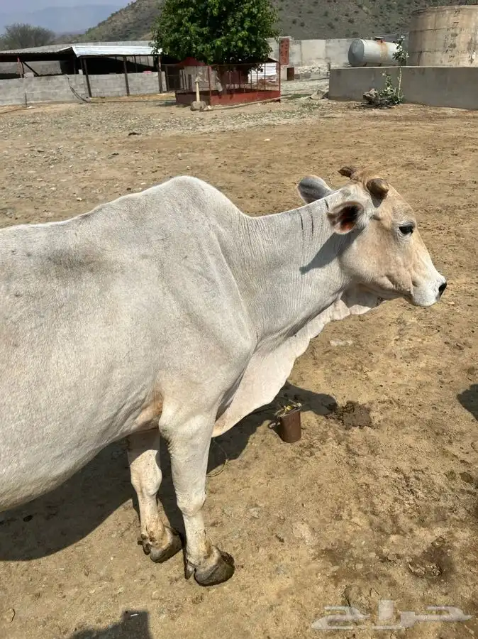 بقر 1