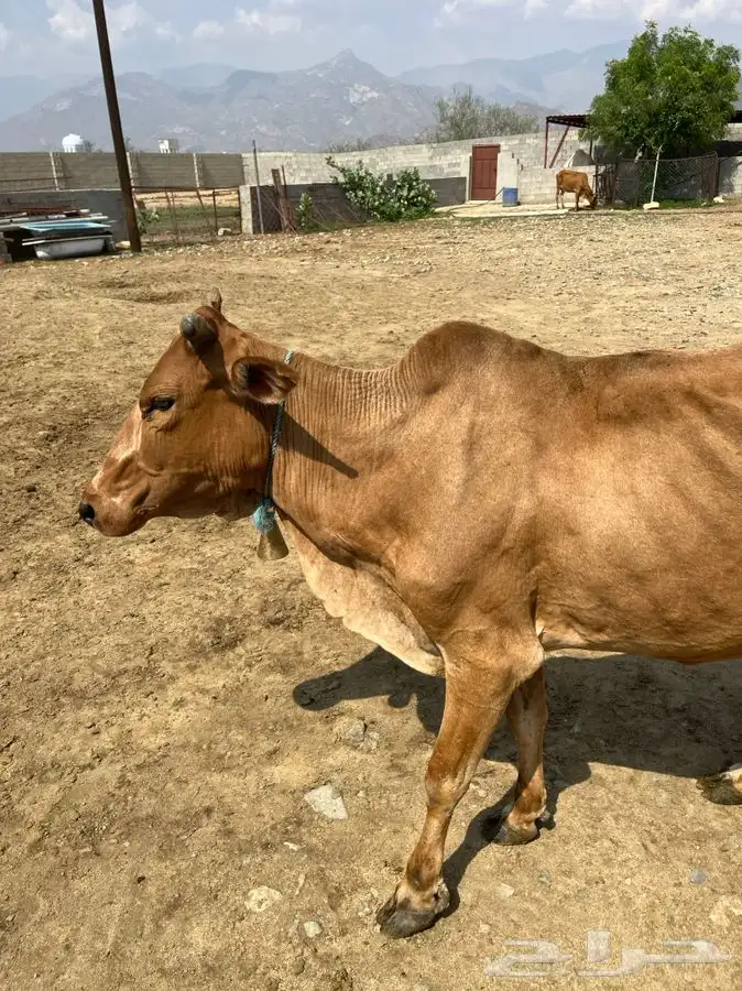 بقر 3