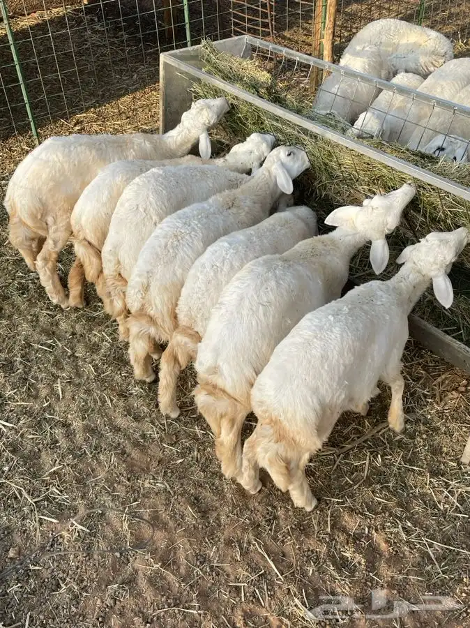 طليان حريات طيبات 2