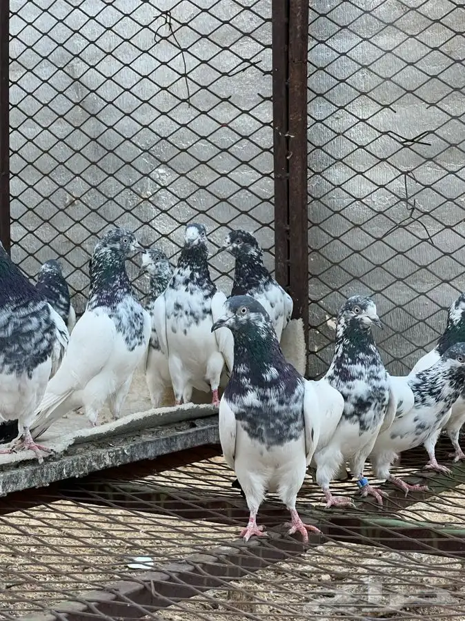 حمام باكستاني 1