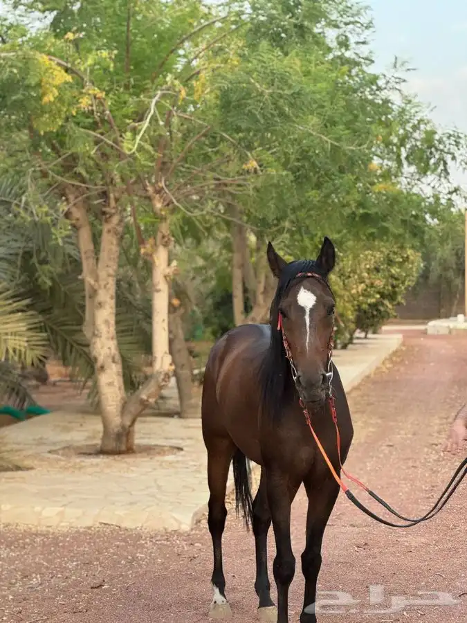 حصان واهو خط سرعة 7