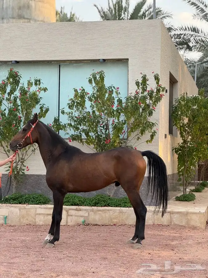 حصان واهو خط سرعة 4