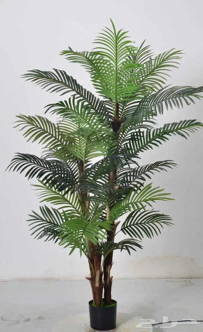 أشجار عرض اليوم الوطني 95 18