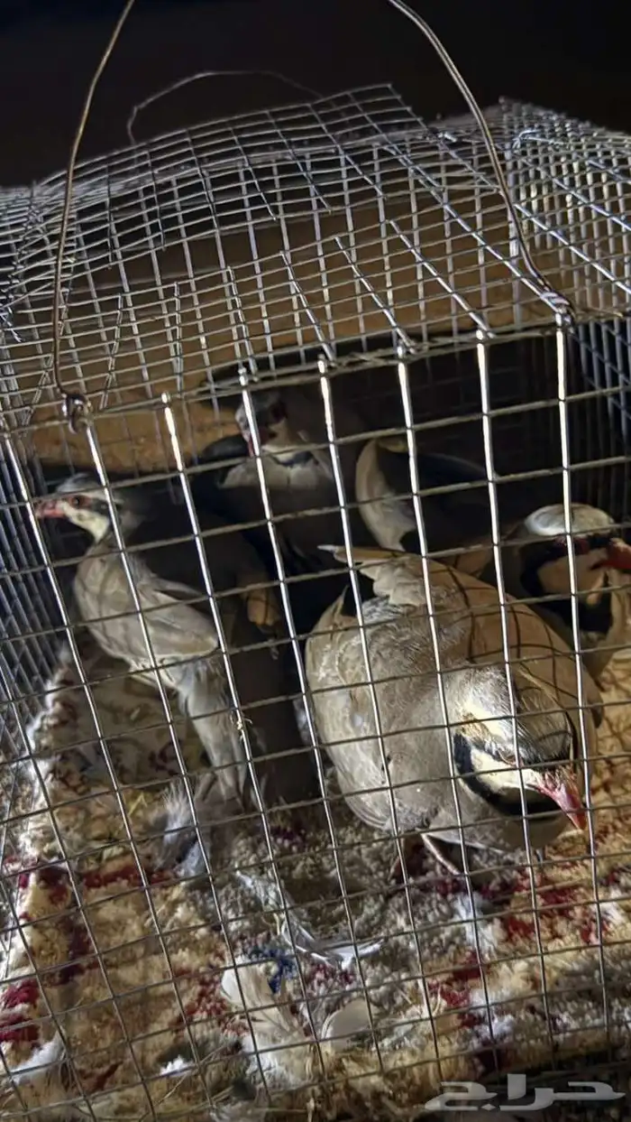 للبيع وبير وشنير لا يجي الا الصامل 1