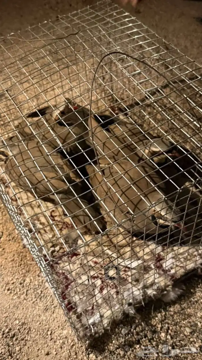 للبيع وبير وشنير لا يجي الا الصامل 3