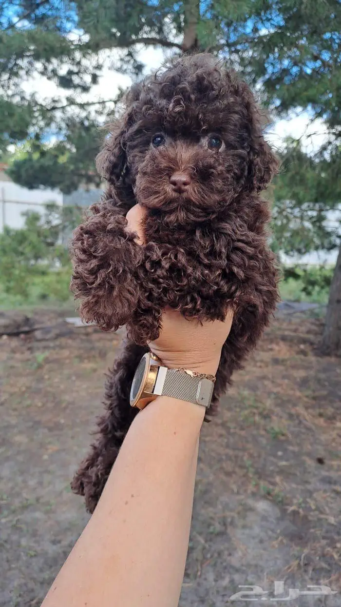 جرو أنثى بوي بودل من روسيا 1