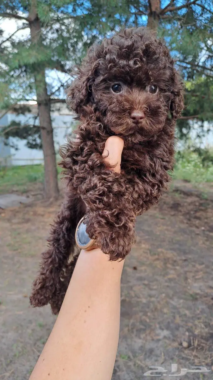 جرو أنثى بوي بودل من روسيا 2