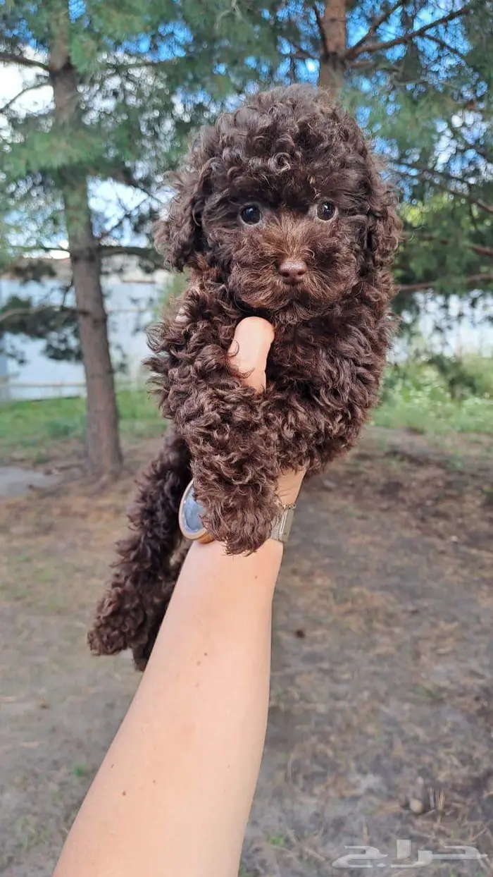 جرو أنثى بوي بودل من روسيا 0