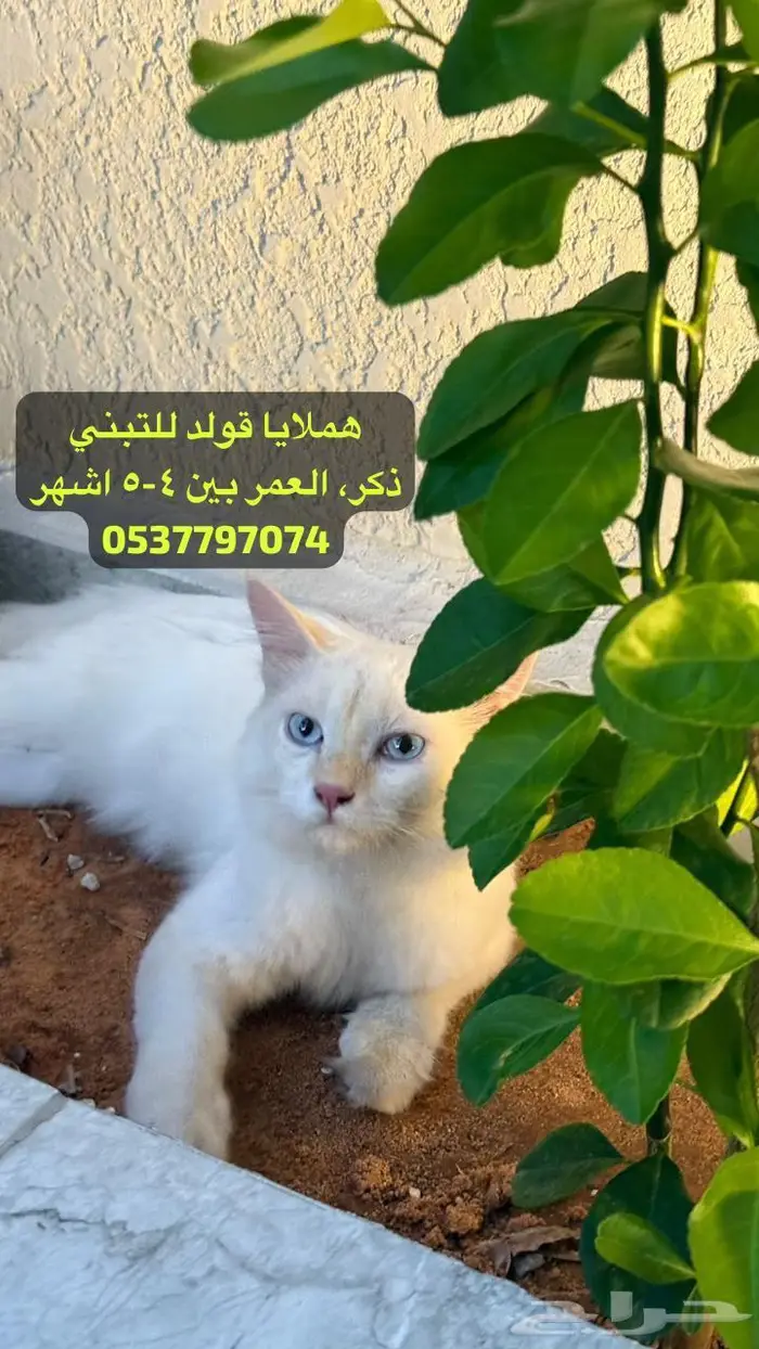 قط هملايا قولد للتبني 0