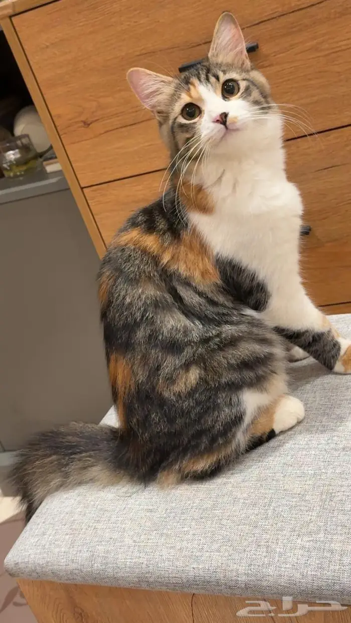 قطط للتبني اهم شي مخافة الله فيهم. اعمارهم 6شهور تقريبا. 4