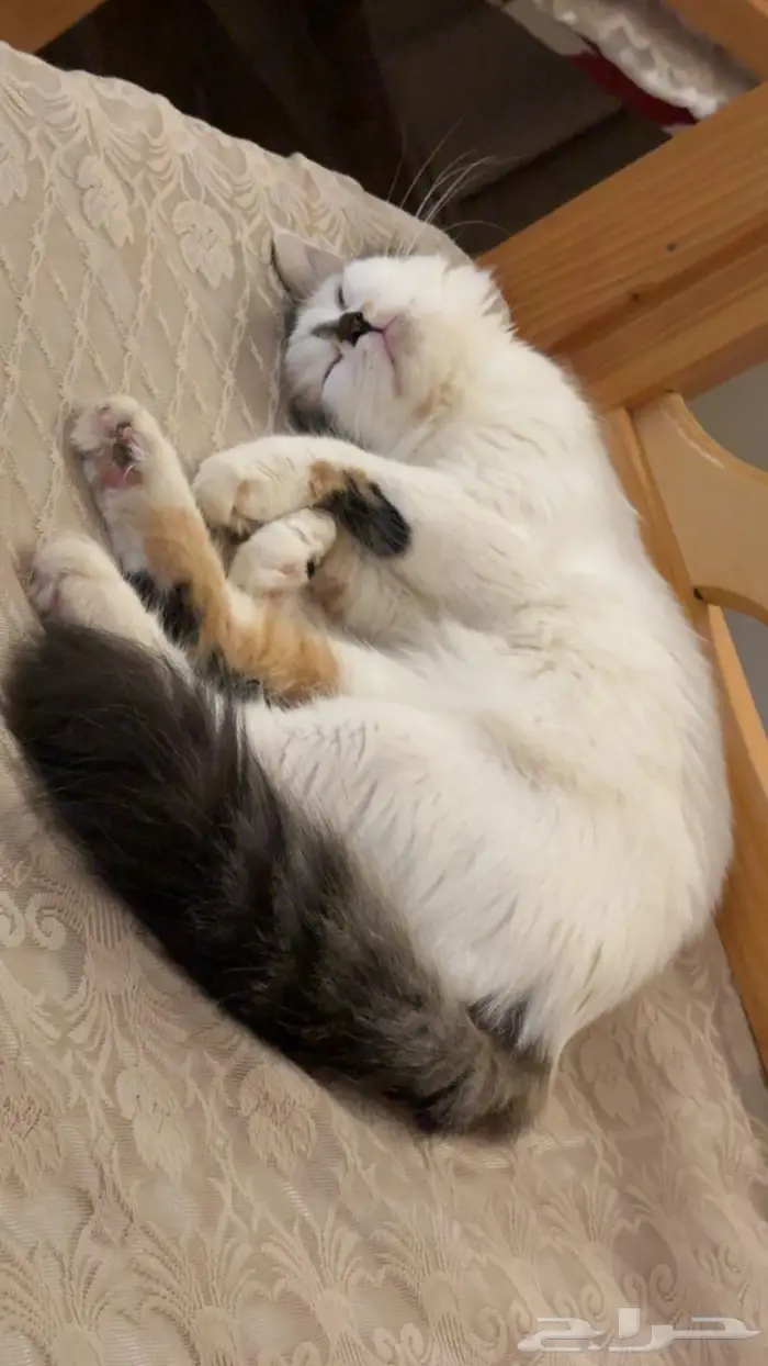 قطط للتبني اهم شي مخافة الله فيهم. اعمارهم 6شهور تقريبا. 3