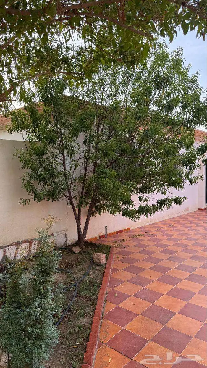 للبيع بيت بحوش كبير ومزرعة وعمارة عظم على 4 واجهات بالطائف 12