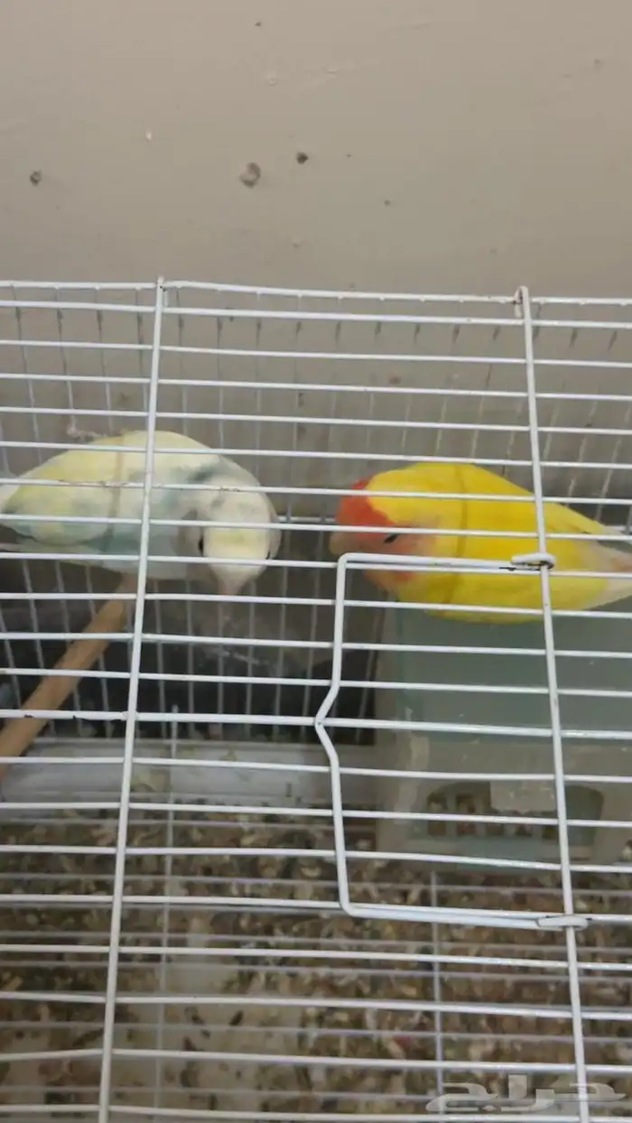 زوج روز منتج   فردة 0