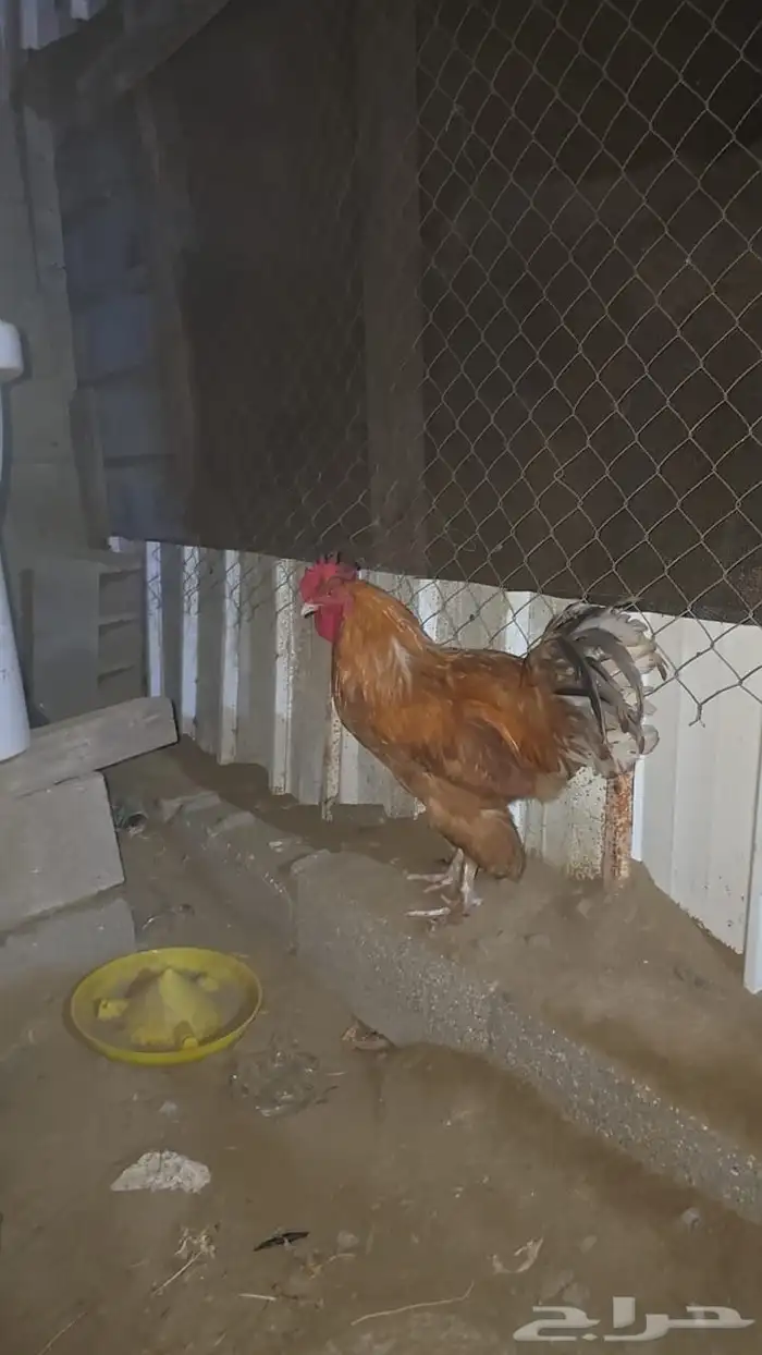 ديك براهما 0
