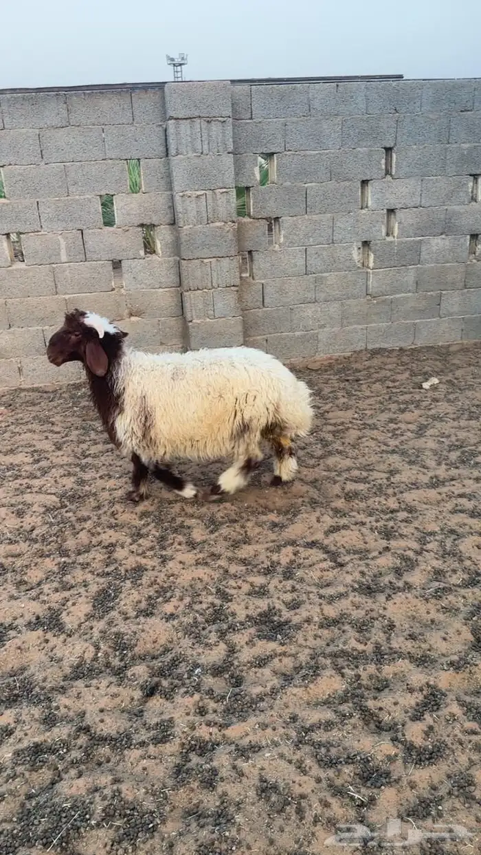 نعيم 2
