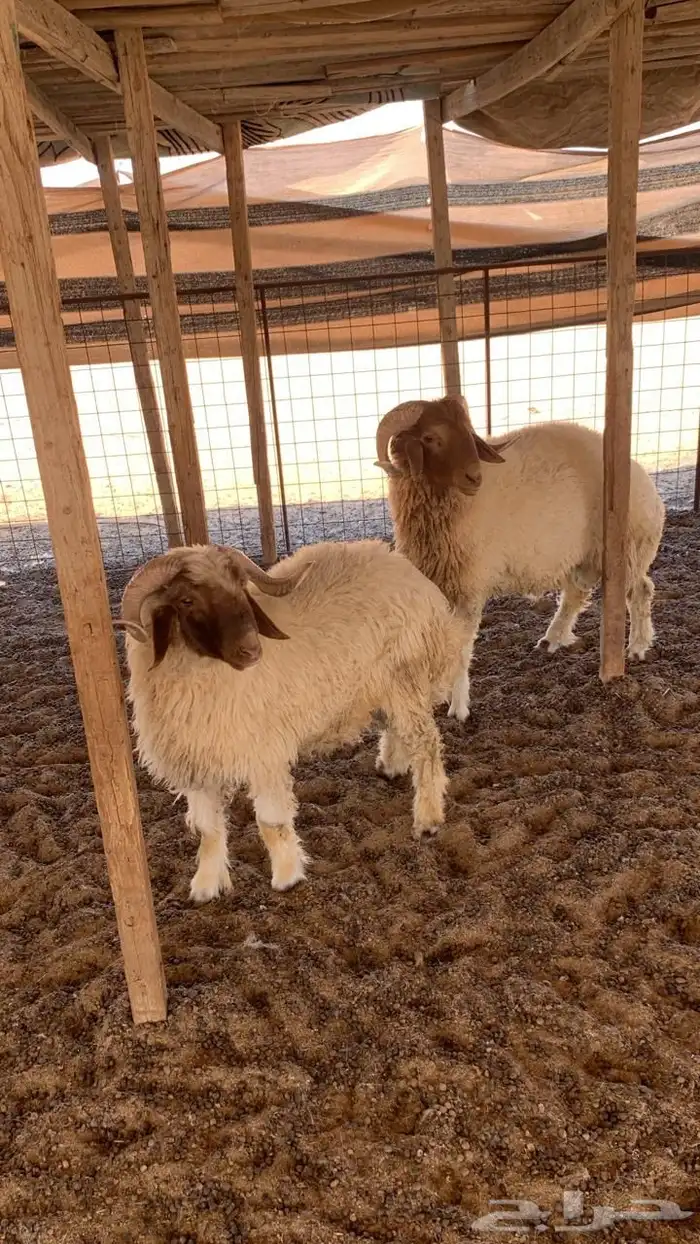 خرفان نعيم(( تمم البييع)) 1