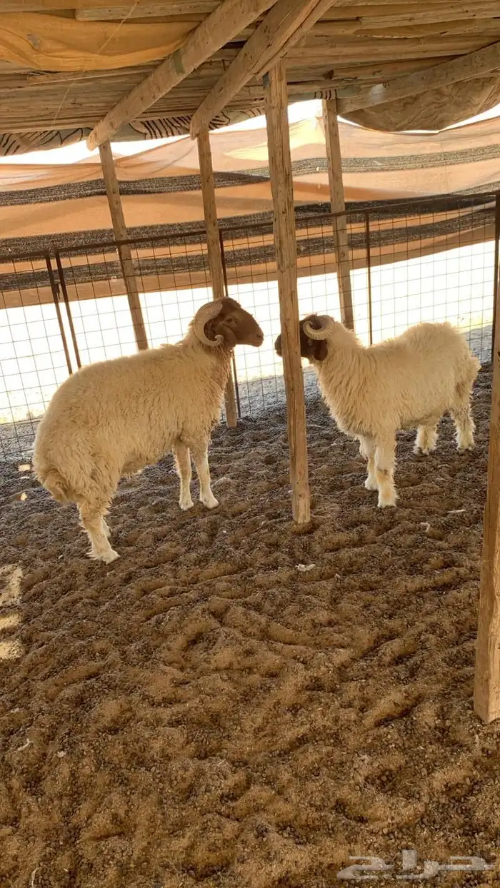 خرفان نعيم(( تمم البييع)) 2