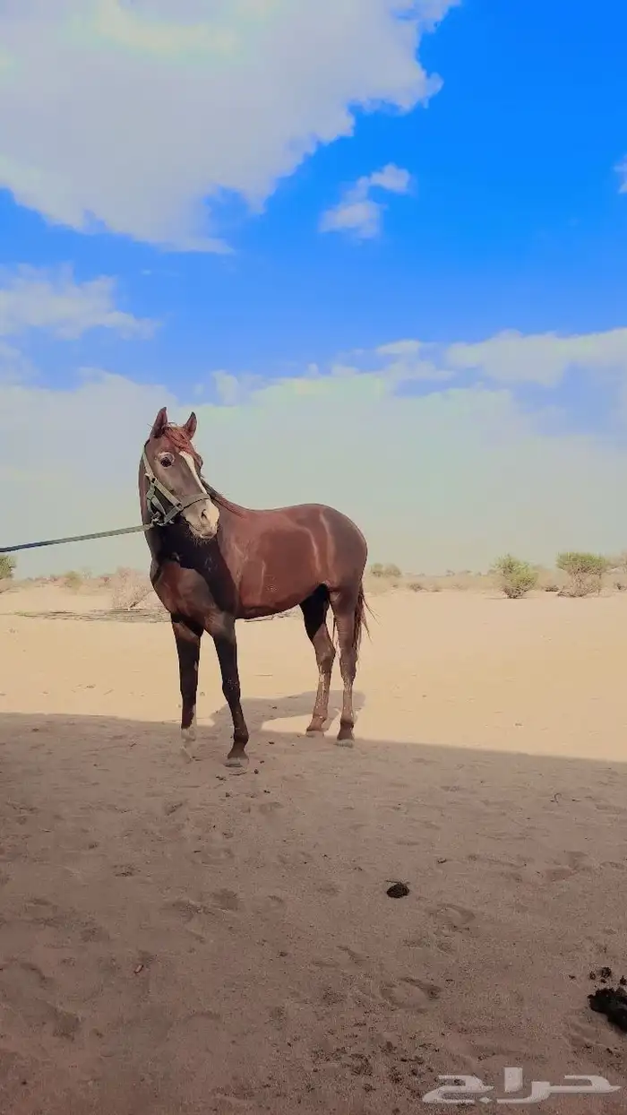 حصان للبيع 1