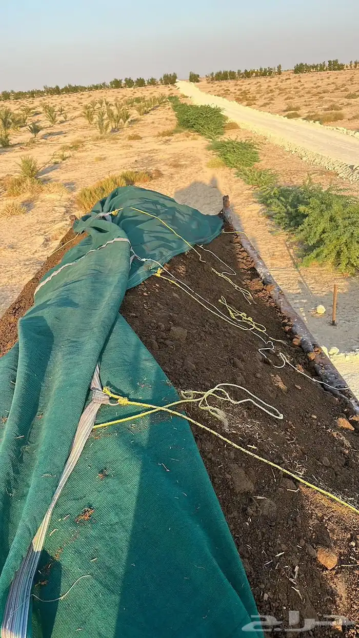 سماد دواجن سماد بقر 0