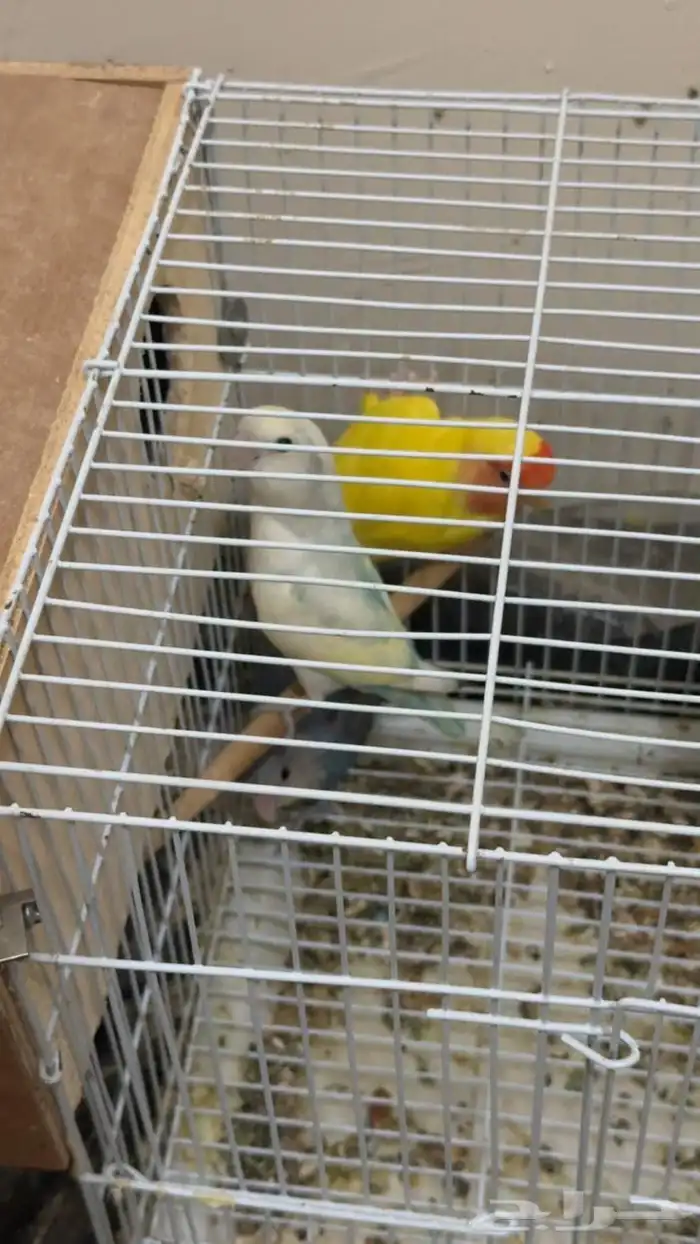 زوج روز منتج   فردة 1