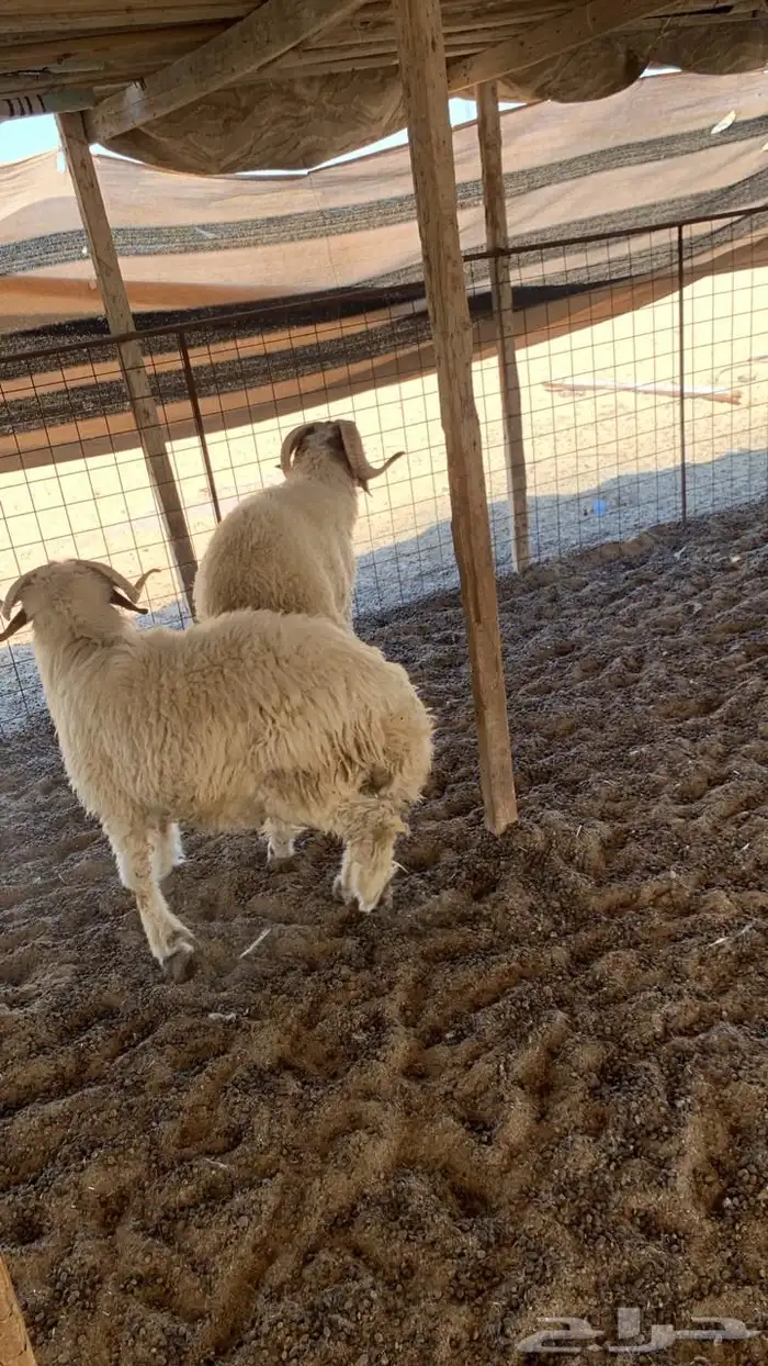 خرفان نعيم(( تمم البييع)) 0