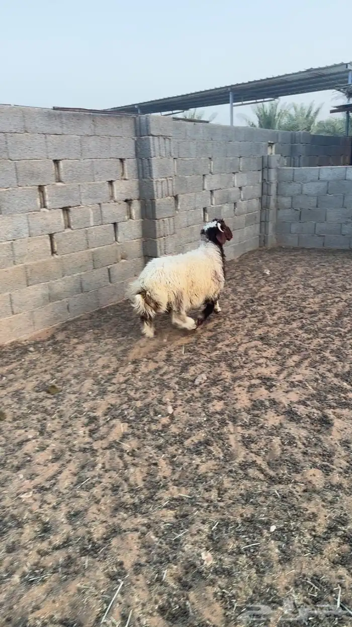 نعيم 1