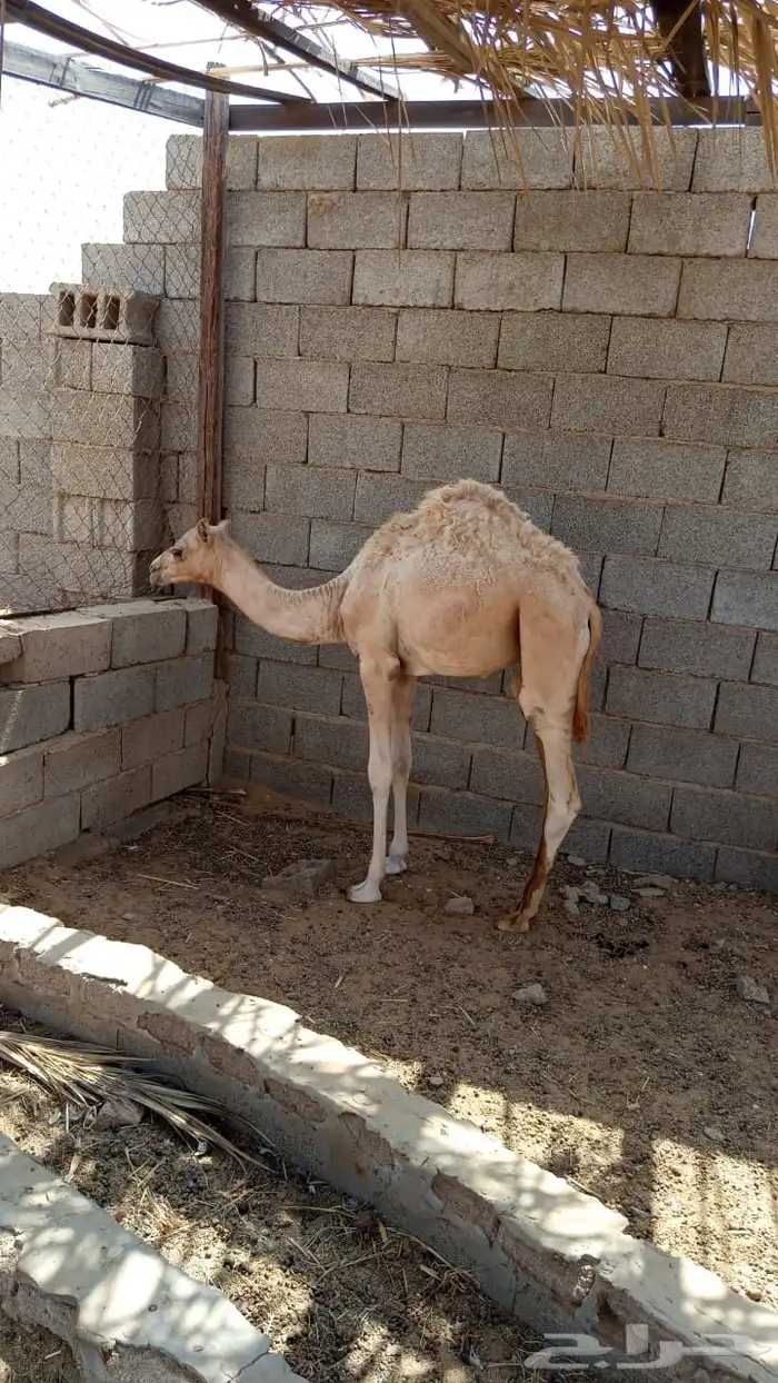 قعود للبيع جزر 0
