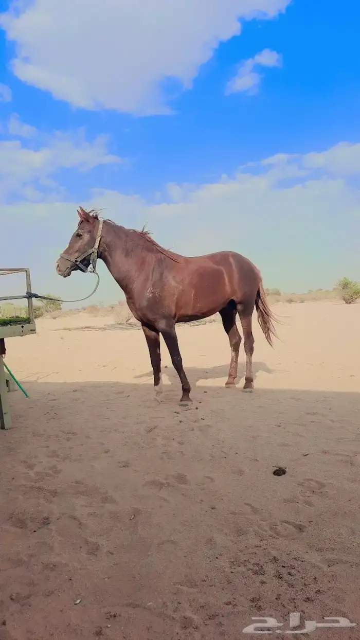 حصان للبيع 0