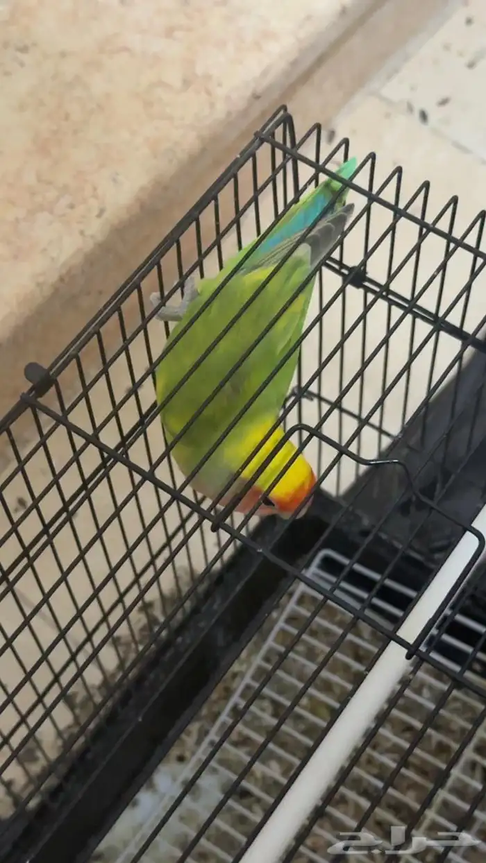 زوج روز منتج   فردة 2