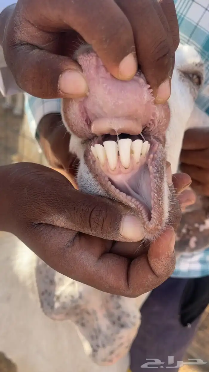 للبيع معزا مشاريك طيبه 3