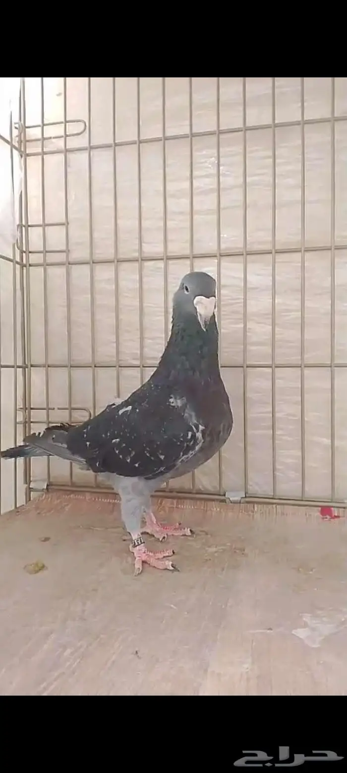 انث هومر 1