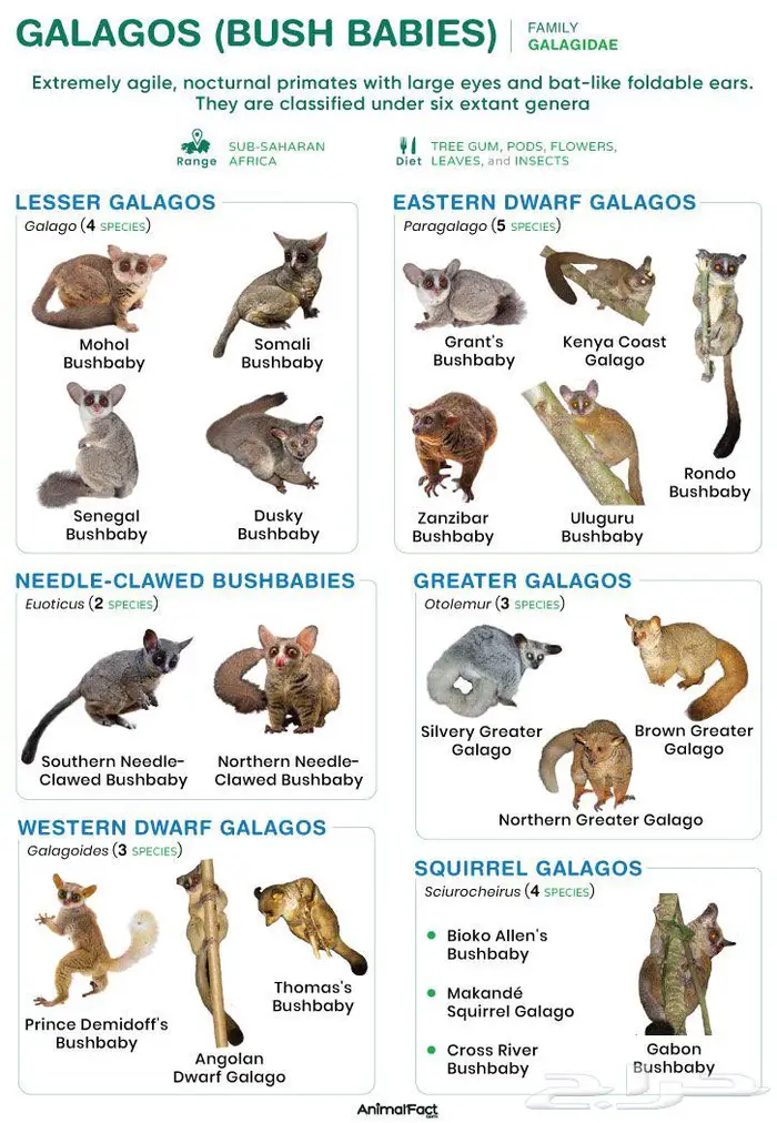 تم البيع Sold out 7