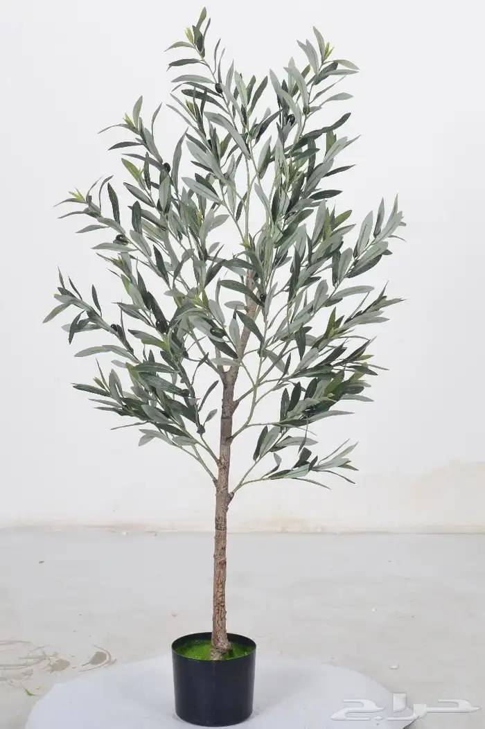 أشجار عرض اليوم الوطني 95 22