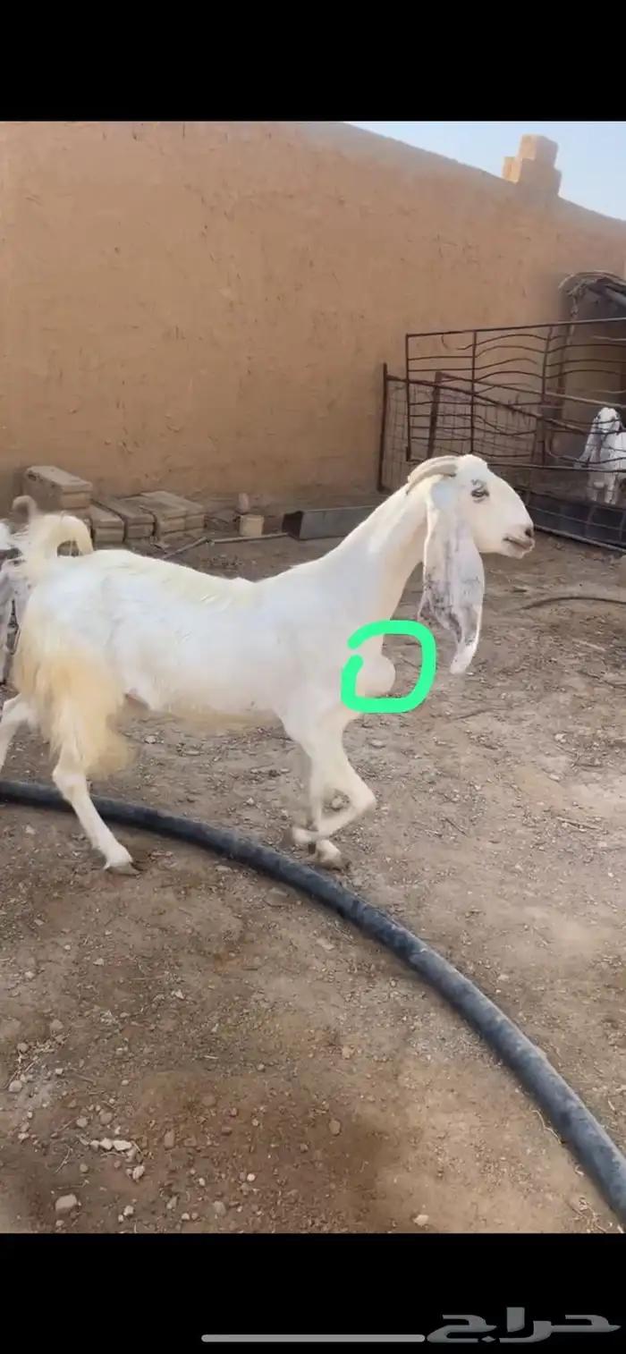 للبيع معزا مشاريك طيبه 2