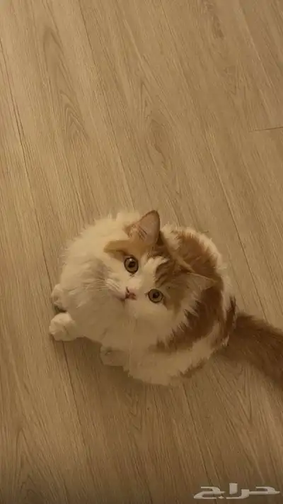 قط للتبني index