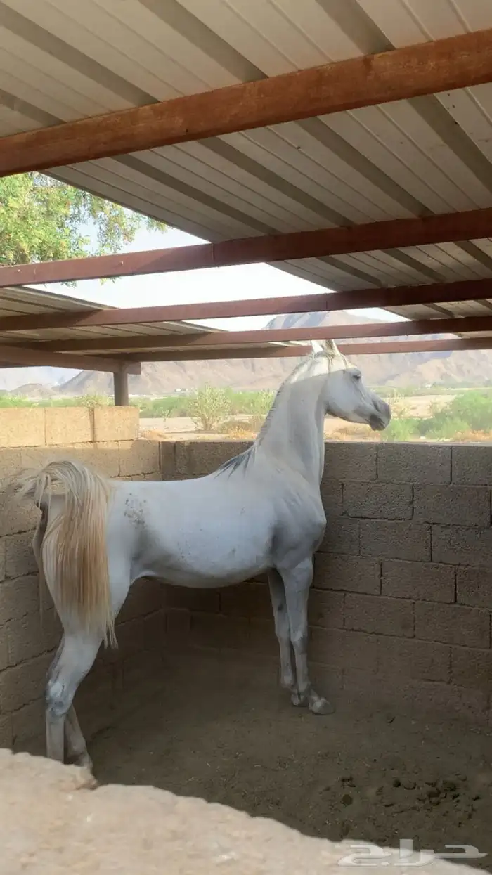 فرس شعبيه كفو 0