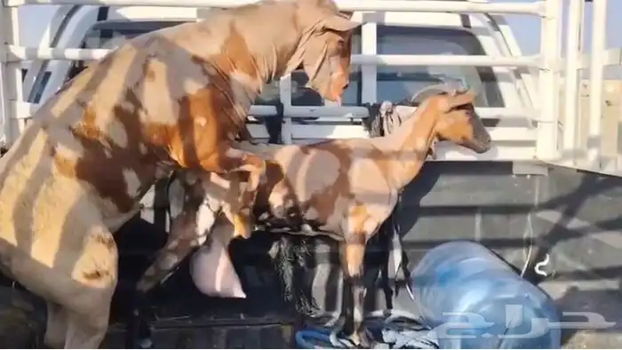 تيس اعماني امعرف 0
