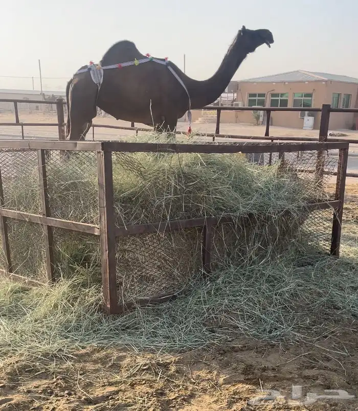 للبيع ضروبة كفو 0