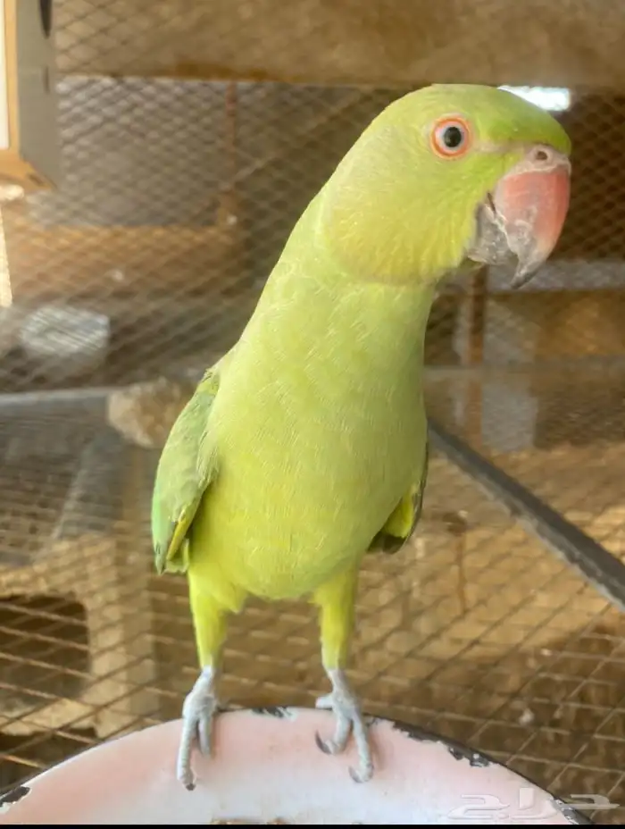 ببغاء دره هندي 0