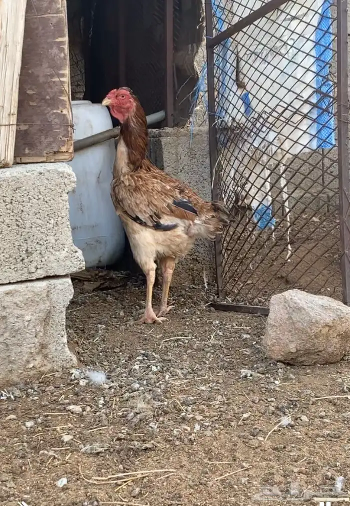 دجاجه باكستانيه 1